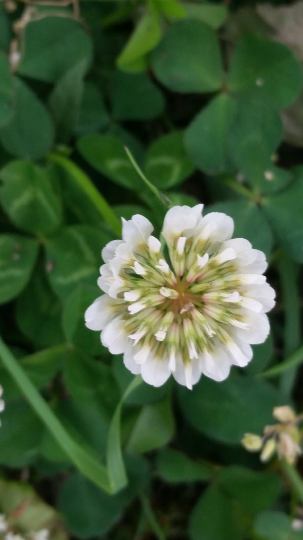 Trifolium repens (Fabaceae)